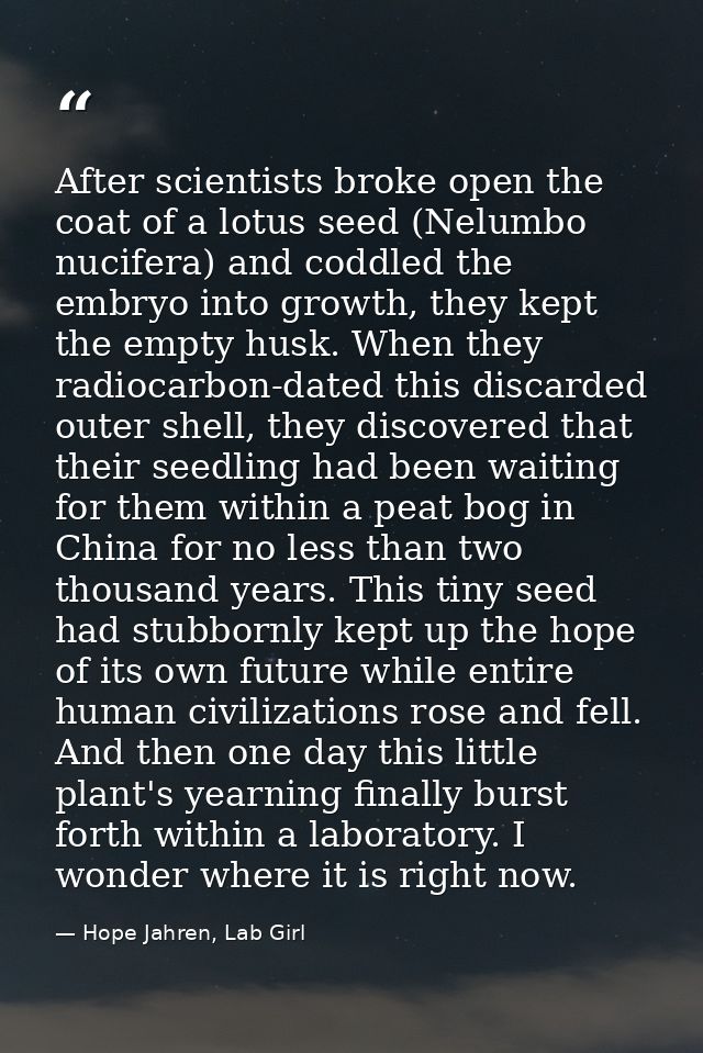 After scientists broke open the coat of a lotus seed (Nelumbo nucifera) and coddled the embryo into growth, they kept th — Hope Jahren, Lab Girl