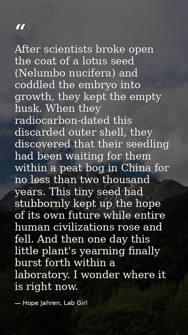 After scientists broke open the coat of a lotus seed (Nelumbo nucifera) and coddled the embryo into growth, they kept th — Hope Jahren, Lab Girl