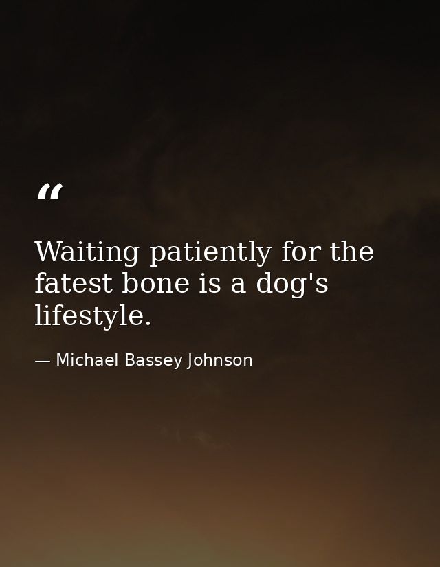 Waiting patiently for the fatest bone is a dog's lifestyle. — Michael Bassey Johnson