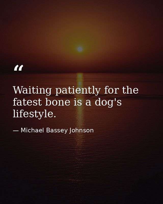 Waiting patiently for the fatest bone is a dog's lifestyle. — Michael Bassey Johnson