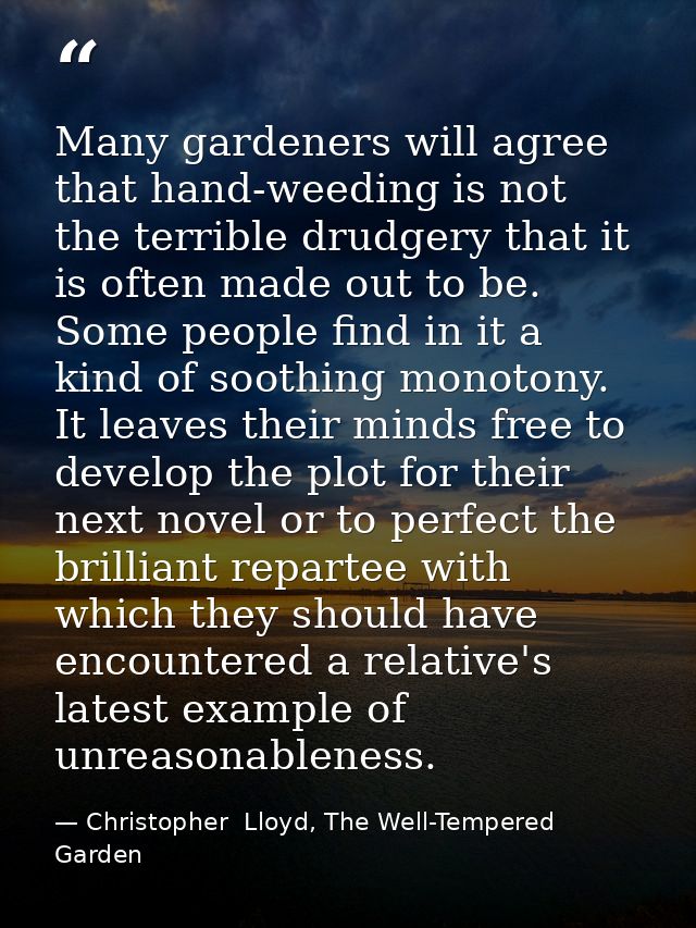 Many gardeners will agree that hand-weeding is not the terrible drudgery that it is often made out to be. Some people fi — Christopher  Lloyd, The Well-Tempered Garden