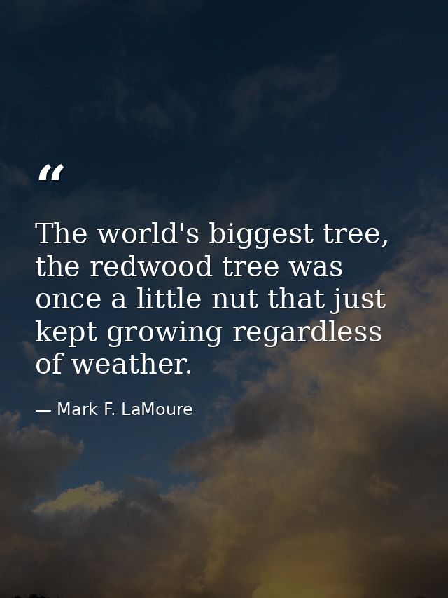 The world's biggest tree, the redwood tree was once a little nut that just kept growing regardless of weather. — Mark F. LaMoure