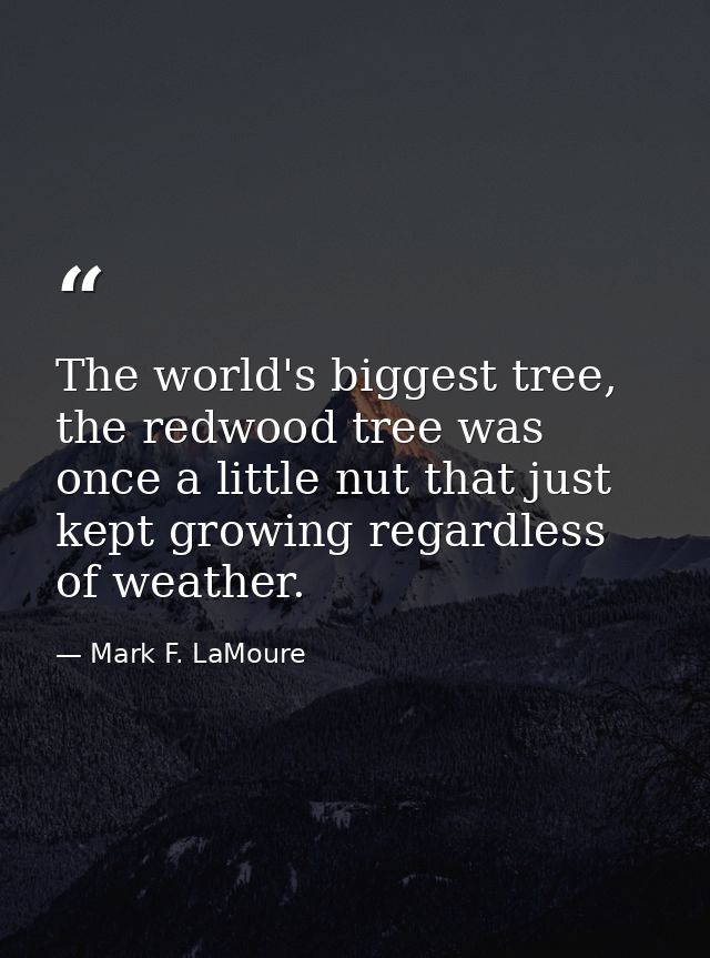 The world's biggest tree, the redwood tree was once a little nut that just kept growing regardless of weather. — Mark F. LaMoure