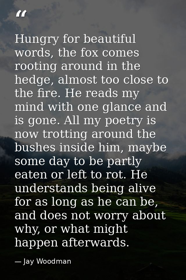 Hungry for beautiful words, the fox comes rooting around in the hedge, almost too close to the fire. He reads my mind wi — Jay Woodman