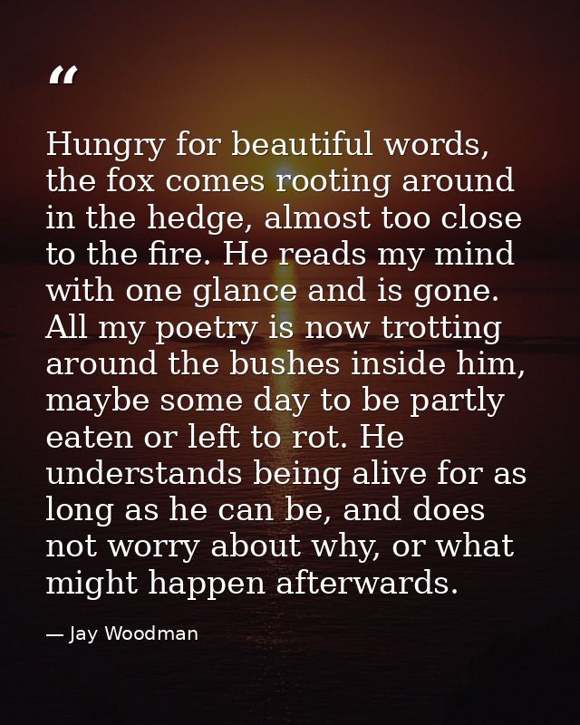 Hungry for beautiful words, the fox comes rooting around in the hedge, almost too close to the fire. He reads my mind wi — Jay Woodman