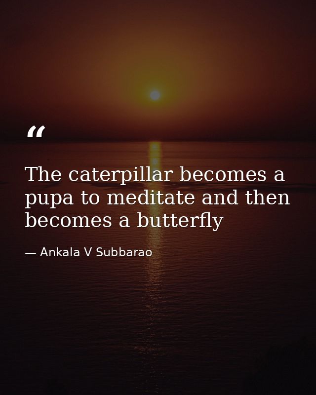 The caterpillar becomes a pupa to meditate and then becomes a butterfly — Ankala V Subbarao