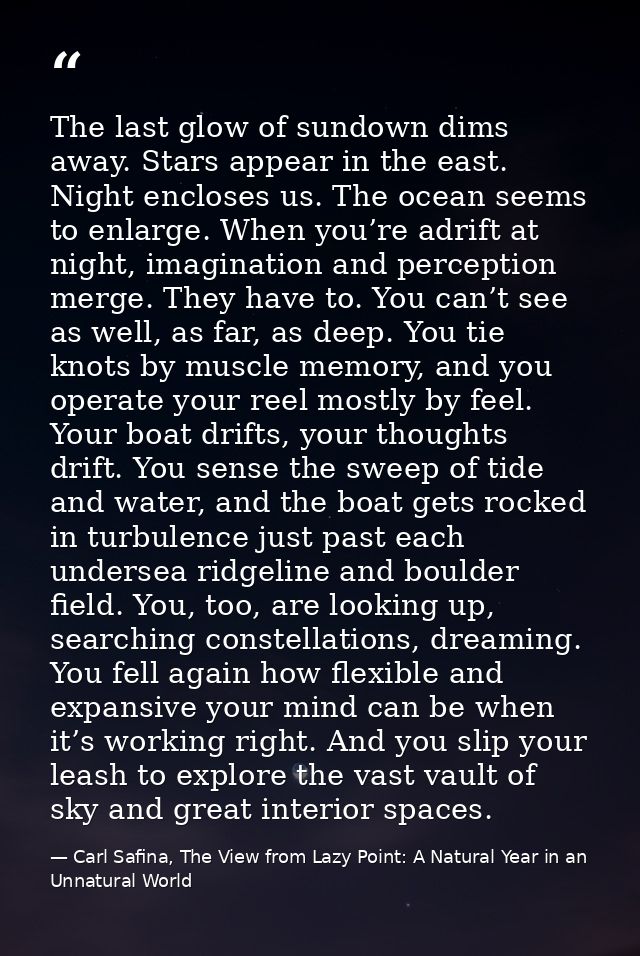 The last glow of sundown dims away. Stars appear in the east. Night encloses us. The ocean seems to enlarge. When you’re — Carl Safina, The View from Lazy Point: A Natural Year in an Unnatural World