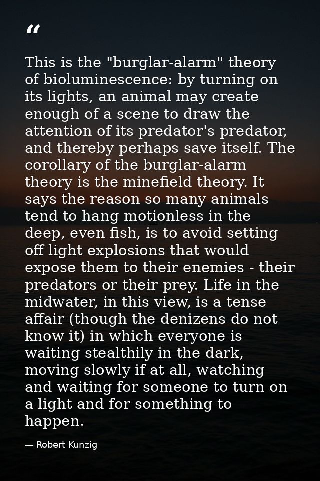 This is the "burglar-alarm" theory of bioluminescence: by turning on its lights, an animal may create enough of a scene  — Robert Kunzig