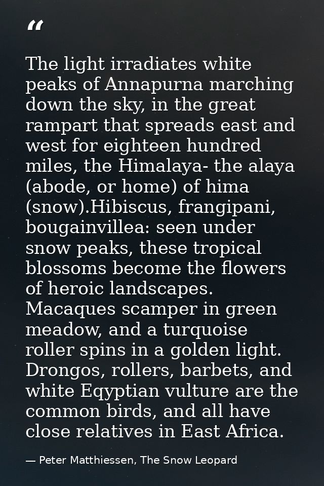 The light irradiates white peaks of Annapurna marching down the sky, in the great rampart that spreads east and west for — Peter Matthiessen, The Snow Leopard