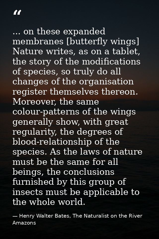 ... on these expanded membranes [butterfly wings] Nature writes, as on a tablet, the story of the modifications of speci — Henry Walter Bates, The Naturalist on the River Amazons