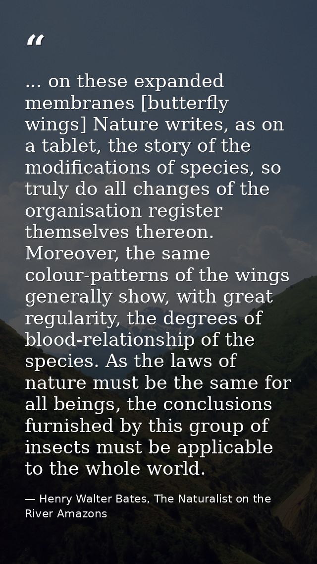 ... on these expanded membranes [butterfly wings] Nature writes, as on a tablet, the story of the modifications of speci — Henry Walter Bates, The Naturalist on the River Amazons