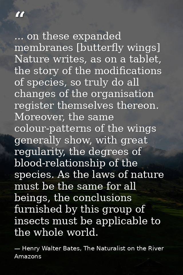 ... on these expanded membranes [butterfly wings] Nature writes, as on a tablet, the story of the modifications of speci — Henry Walter Bates, The Naturalist on the River Amazons