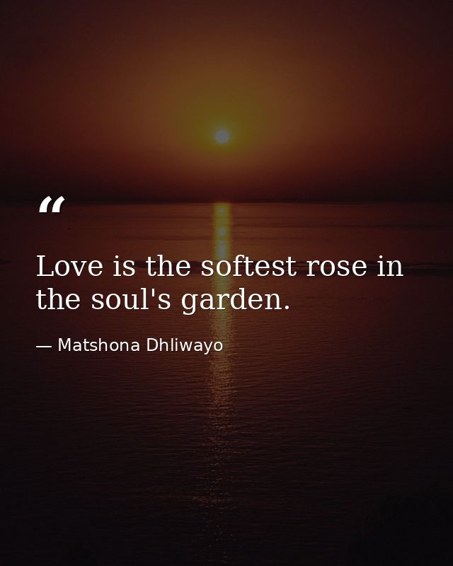 Love is the softest rose in the soul's garden. — Matshona Dhliwayo