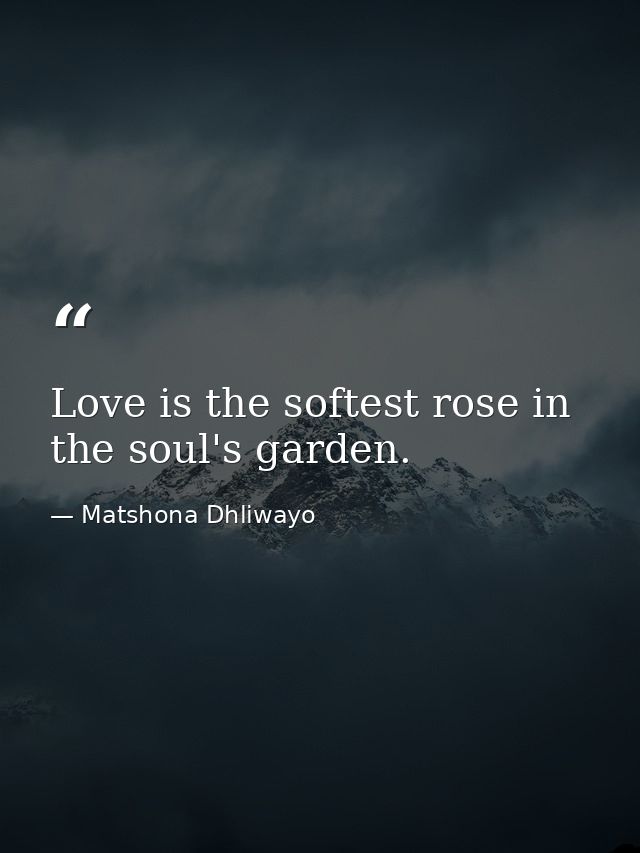 Love is the softest rose in the soul's garden. — Matshona Dhliwayo