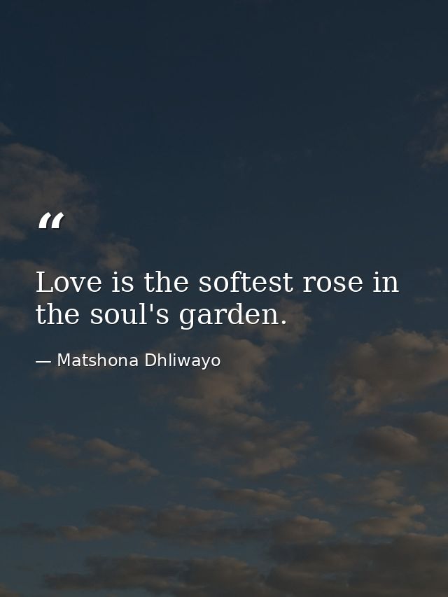 Love is the softest rose in the soul's garden. — Matshona Dhliwayo