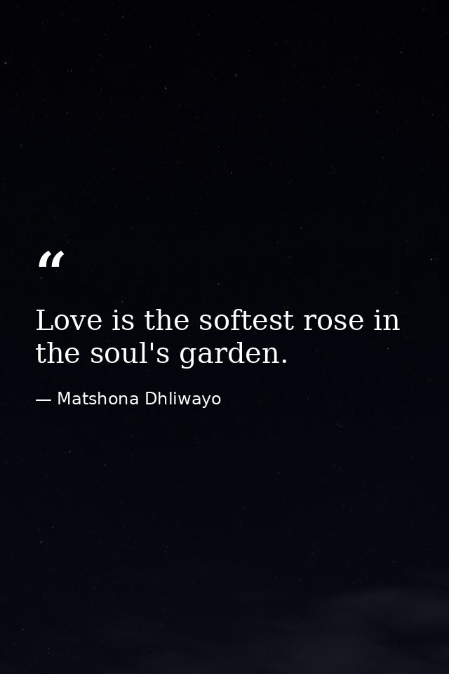 Love is the softest rose in the soul's garden. — Matshona Dhliwayo