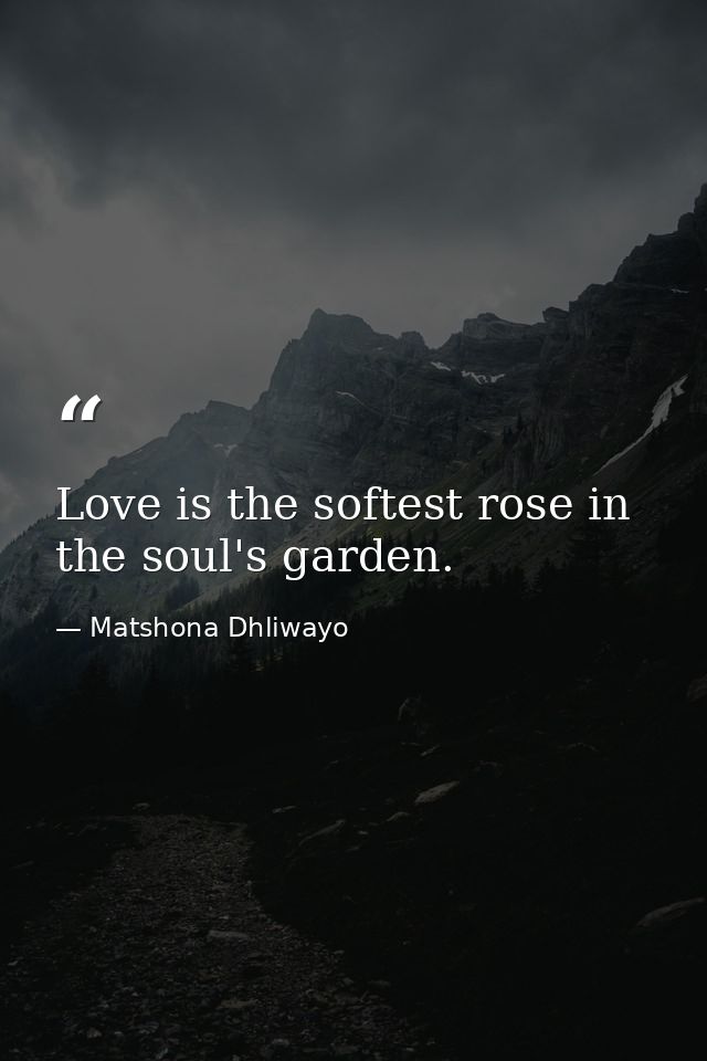 Love is the softest rose in the soul's garden. — Matshona Dhliwayo