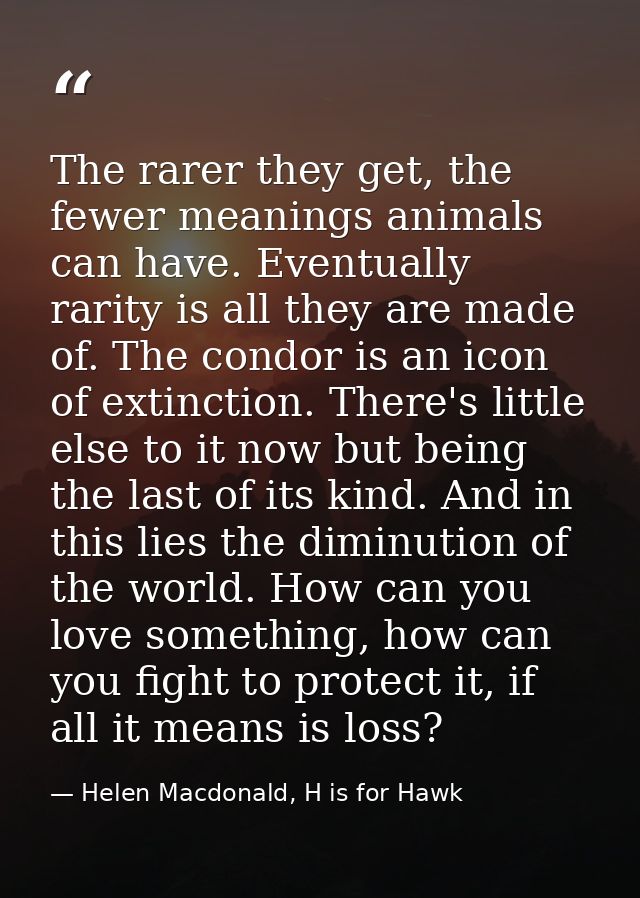 The rarer they get, the fewer meanings animals can have. Eventually rarity is all they are made of. The condor is an ico — Helen Macdonald, H is for Hawk