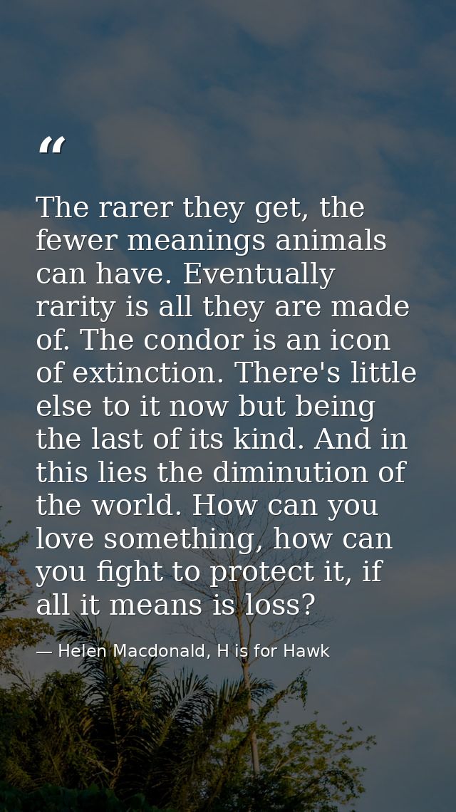 The rarer they get, the fewer meanings animals can have. Eventually rarity is all they are made of. The condor is an ico — Helen Macdonald, H is for Hawk
