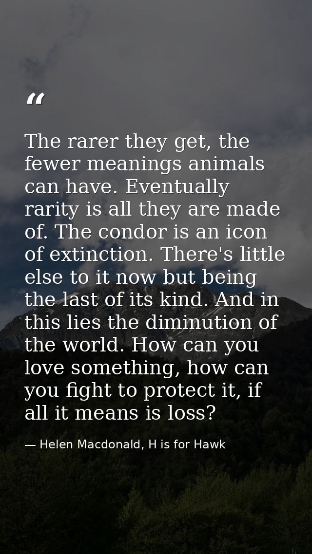 The rarer they get, the fewer meanings animals can have. Eventually rarity is all they are made of. The condor is an ico — Helen Macdonald, H is for Hawk