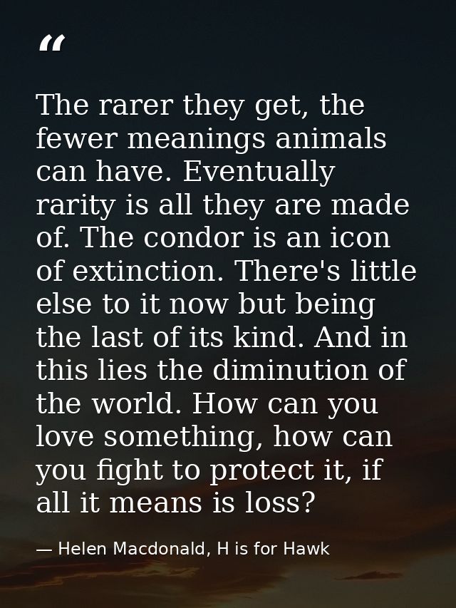 The rarer they get, the fewer meanings animals can have. Eventually rarity is all they are made of. The condor is an ico — Helen Macdonald, H is for Hawk