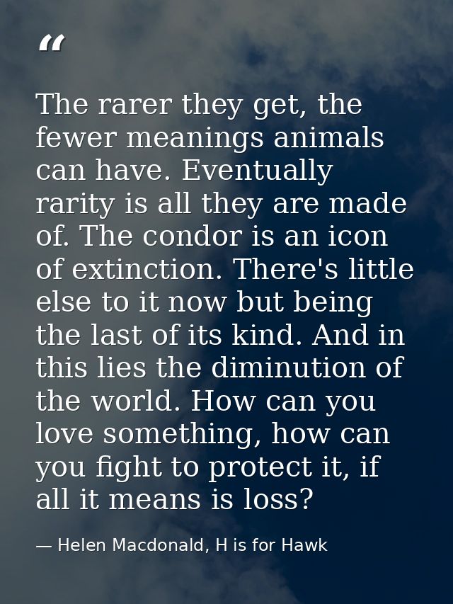 The rarer they get, the fewer meanings animals can have. Eventually rarity is all they are made of. The condor is an ico — Helen Macdonald, H is for Hawk