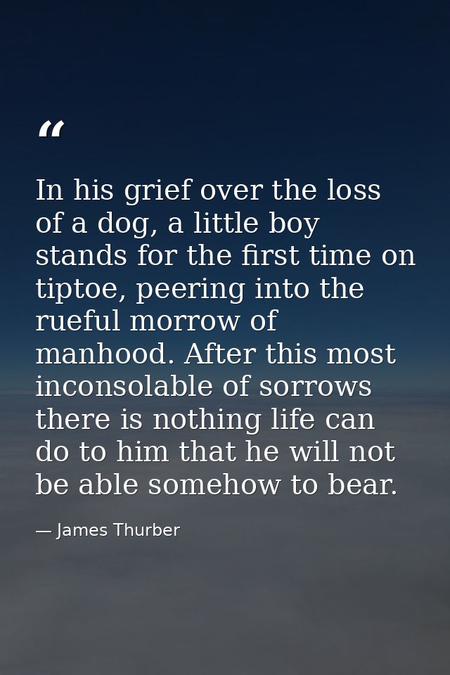 In his grief over the loss of a dog, a little boy stands for the first time on tiptoe, peering into the rueful morrow of — James Thurber