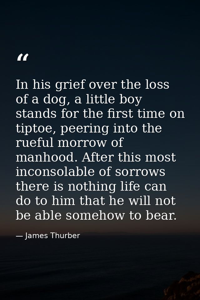 In his grief over the loss of a dog, a little boy stands for the first time on tiptoe, peering into the rueful morrow of — James Thurber