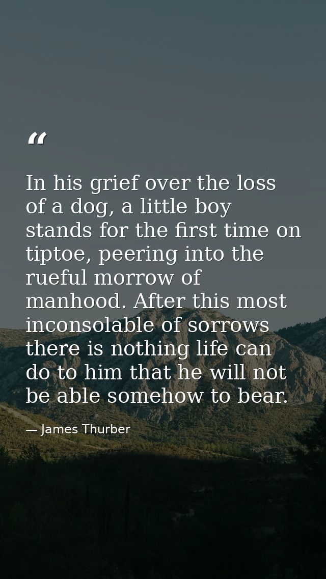 In his grief over the loss of a dog, a little boy stands for the first time on tiptoe, peering into the rueful morrow of — James Thurber