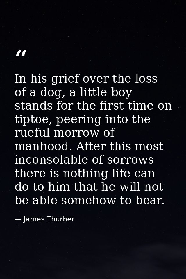 In his grief over the loss of a dog, a little boy stands for the first time on tiptoe, peering into the rueful morrow of — James Thurber