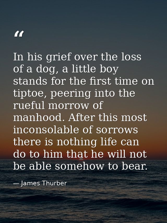 In his grief over the loss of a dog, a little boy stands for the first time on tiptoe, peering into the rueful morrow of — James Thurber