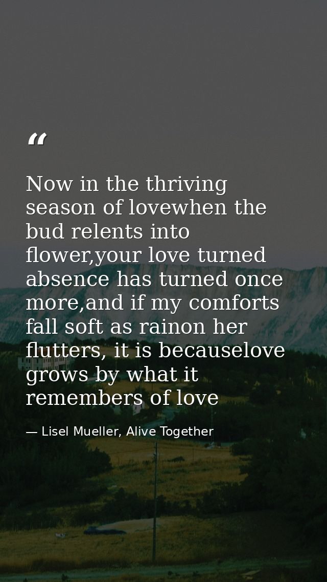 Now in the thriving season of lovewhen the bud relents into flower,your love turned absence has turned once more,and if  — Lisel Mueller, Alive Together