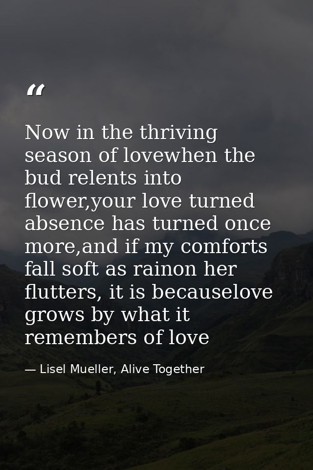 Now in the thriving season of lovewhen the bud relents into flower,your love turned absence has turned once more,and if  — Lisel Mueller, Alive Together