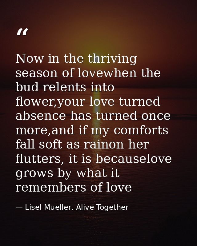 Now in the thriving season of lovewhen the bud relents into flower,your love turned absence has turned once more,and if  — Lisel Mueller, Alive Together