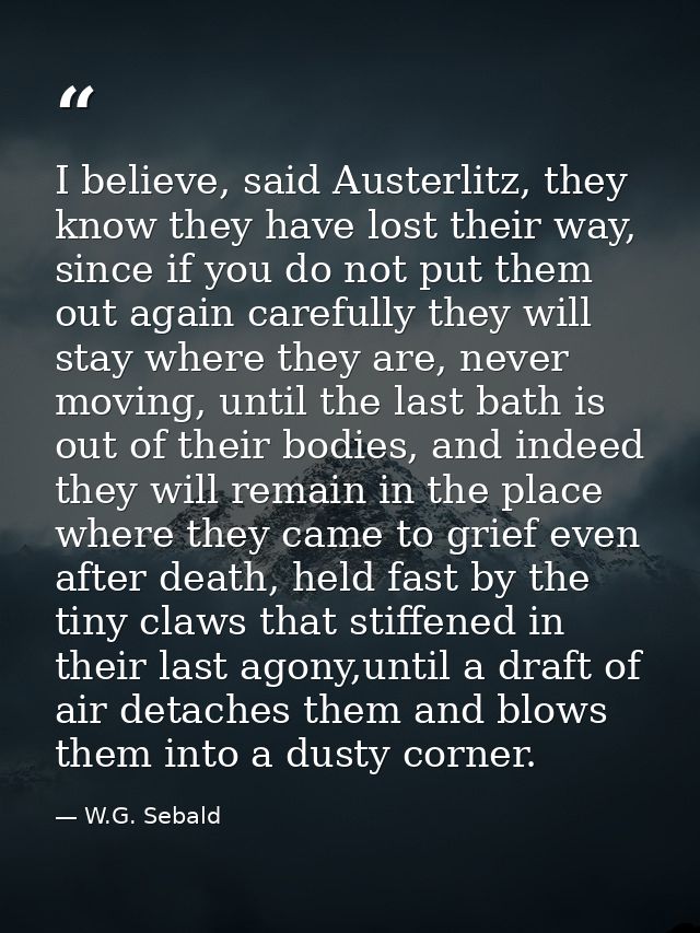 I believe, said Austerlitz, they know they have lost their way, since if you do not put them out again carefully they wi — W.G. Sebald