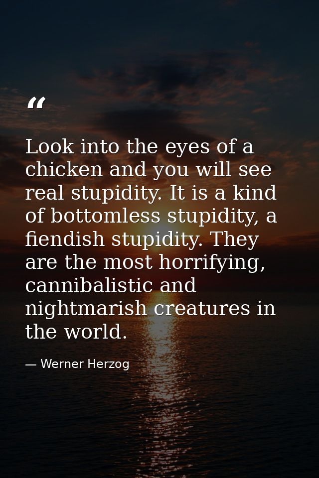 Look into the eyes of a chicken and you will see real stupidity. It is a kind of bottomless stupidity, a fiendish stupid — Werner Herzog
