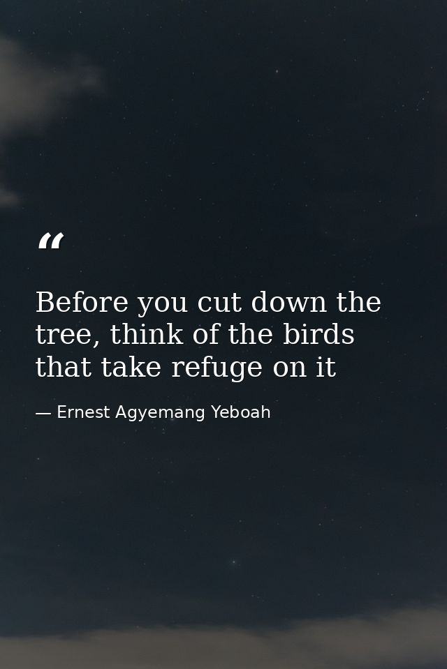Before you cut down the tree, think of the birds that take refuge on it — Ernest Agyemang Yeboah