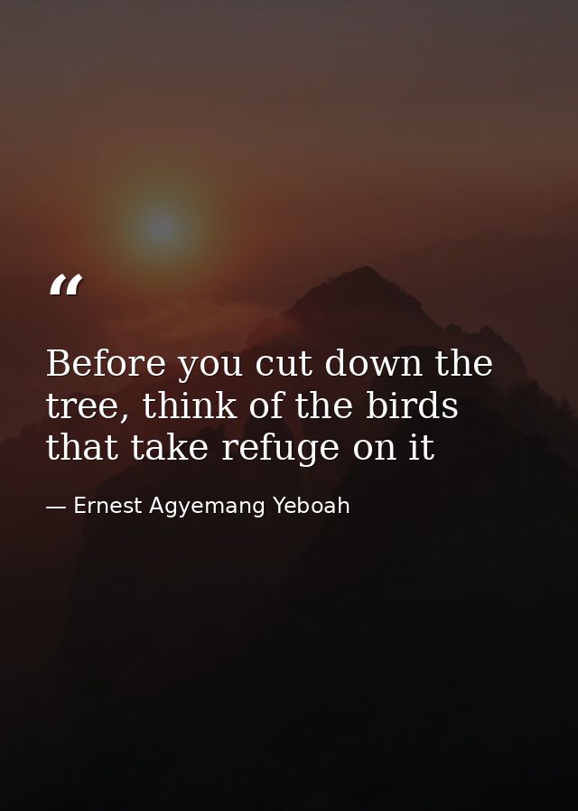 Before you cut down the tree, think of the birds that take refuge on it — Ernest Agyemang Yeboah
