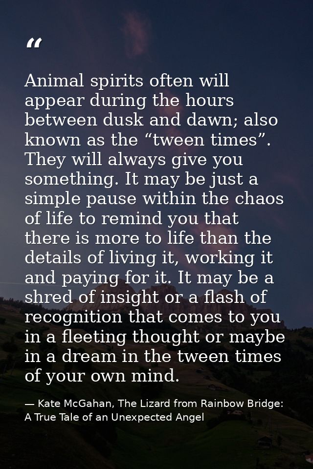Animal spirits often will appear during the hours between dusk and dawn; also known as the “tween times”. They will alwa — Kate McGahan, The Lizard from Rainbow Bridge: A True Tale of an Unexpected Angel