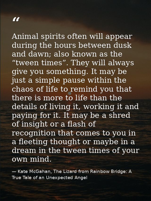 Animal spirits often will appear during the hours between dusk and dawn; also known as the “tween times”. They will alwa — Kate McGahan, The Lizard from Rainbow Bridge: A True Tale of an Unexpected Angel