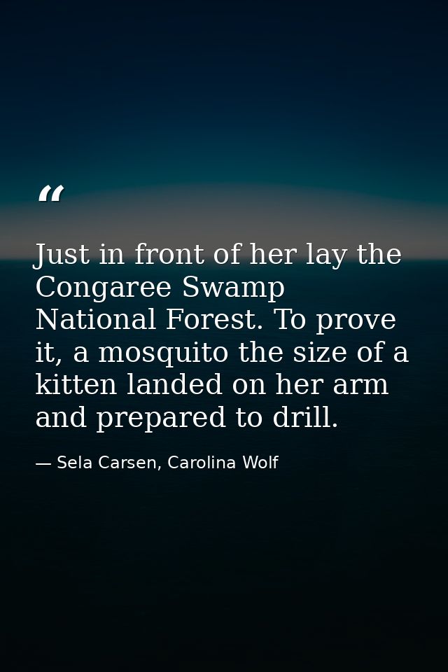 Just in front of her lay the Congaree Swamp National Forest. To prove it, a mosquito the size of a kitten landed on her  — Sela Carsen, Carolina Wolf