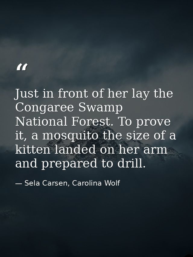 Just in front of her lay the Congaree Swamp National Forest. To prove it, a mosquito the size of a kitten landed on her  — Sela Carsen, Carolina Wolf