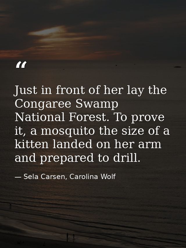 Just in front of her lay the Congaree Swamp National Forest. To prove it, a mosquito the size of a kitten landed on her  — Sela Carsen, Carolina Wolf