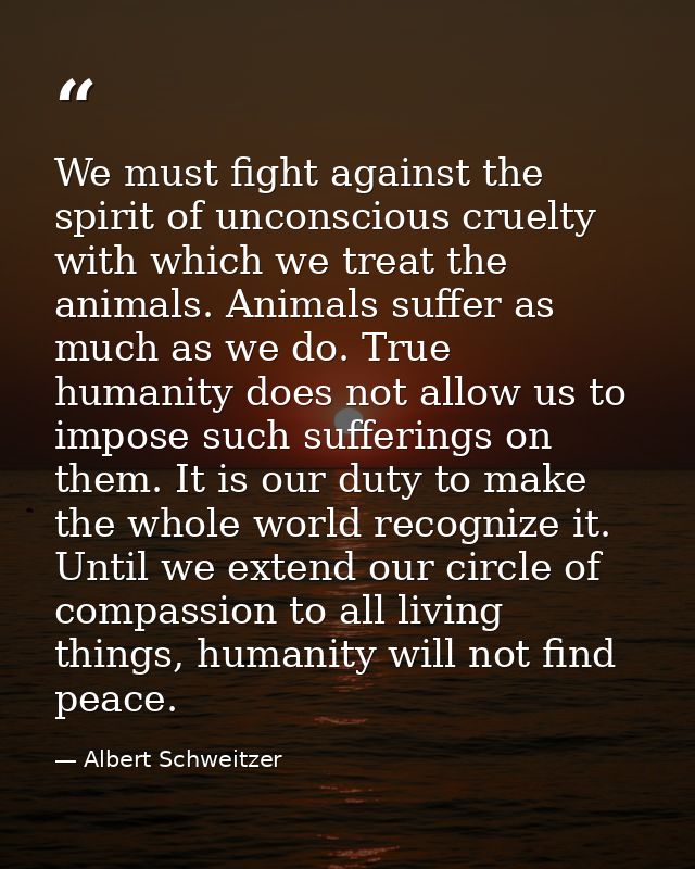 We must fight against the spirit of unconscious cruelty with which we treat the animals. Animals suffer as much as we do — Albert Schweitzer