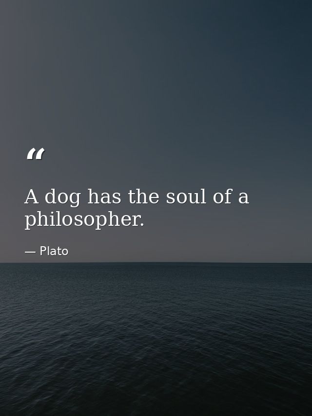 A dog has the soul of a philosopher. — Plato