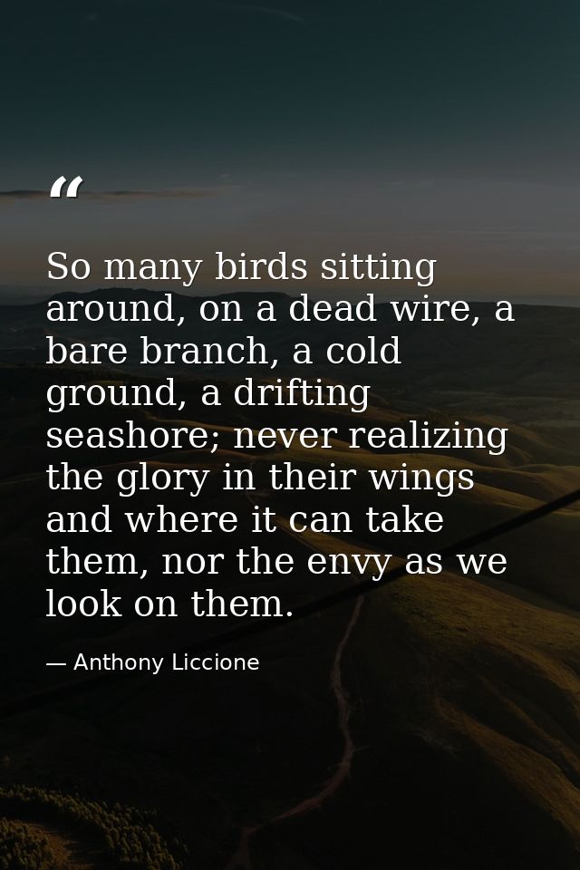 So many birds sitting around, on a dead wire, a bare branch, a cold ground, a drifting seashore; never realizing the glo — Anthony Liccione
