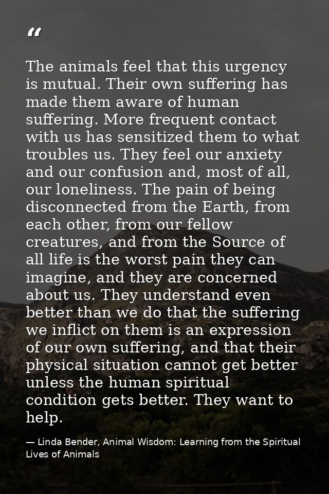 The animals feel that this urgency is mutual. Their own suffering has made them aware of human suffering. More frequent  — Linda Bender, Animal Wisdom: Learning from the Spiritual Lives of Animals