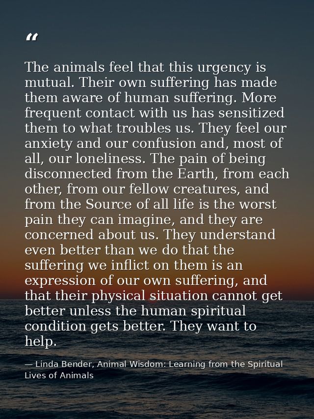 The animals feel that this urgency is mutual. Their own suffering has made them aware of human suffering. More frequent  — Linda Bender, Animal Wisdom: Learning from the Spiritual Lives of Animals