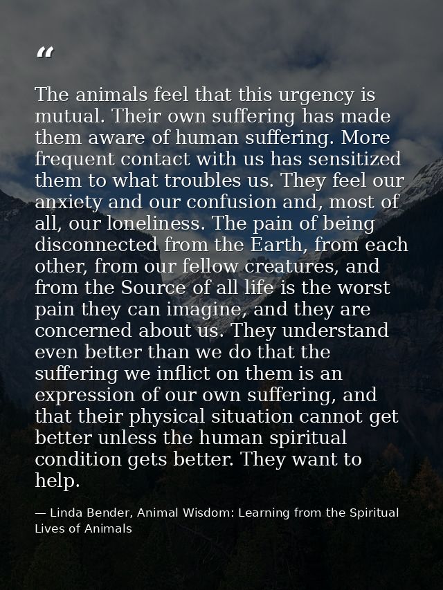 The animals feel that this urgency is mutual. Their own suffering has made them aware of human suffering. More frequent  — Linda Bender, Animal Wisdom: Learning from the Spiritual Lives of Animals