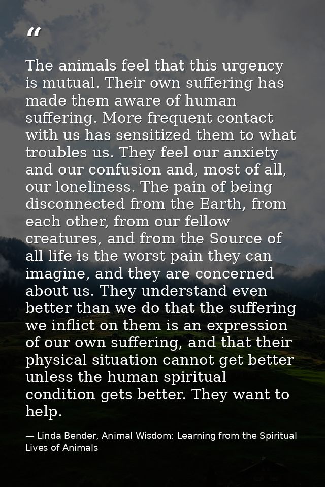 The animals feel that this urgency is mutual. Their own suffering has made them aware of human suffering. More frequent  — Linda Bender, Animal Wisdom: Learning from the Spiritual Lives of Animals